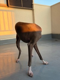 海外から送り込まれた最新鋭のロボット登場！？（提供：プットさん）