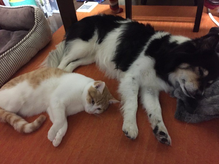 保護犬のチロは他の生き物に興味がないが、コチビは積極的に近寄っていく（規子さん提供）