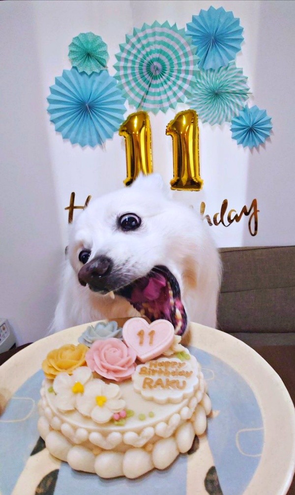 「ケーキと笑顔、撮りたかった」 飼い主さんの期待を裏切る大胆ショットを披露した楽くん（画像提供：くーさんママさん）