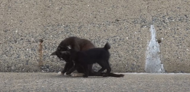 母猫の前に現れたのは子猫／猫探しさん（@yaroneko77）提供