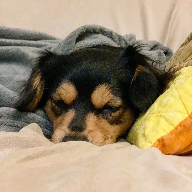 寝顔もかわいい