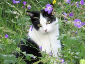 ４歳の愛猫の安楽死　夫婦で号泣しながら見送った忘れられない日