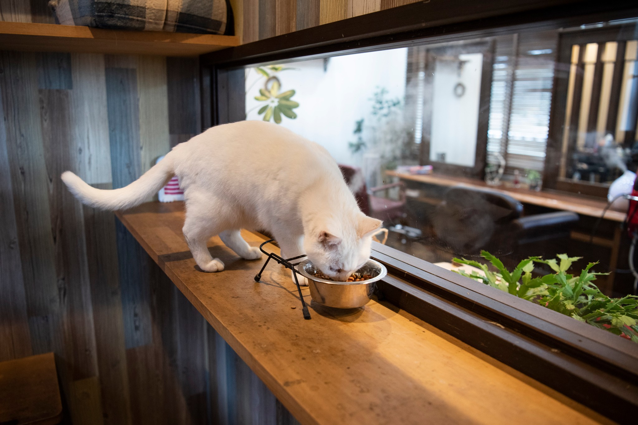 飼い猫もさすらい猫も 出入り自由で食事付き 猫ハウス がある美容室 ほ とせなnews 飼い猫もさすらい猫も 出入り自由で食事付き 猫ハウス がある美容室 ほ とせなnews