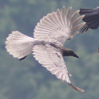 見つかった羽根の大部分が白いカラス（左）＝島根県益田市匹見町（水元満夫さん提供）