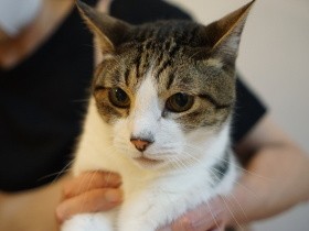 飼い主の都合で住む場所を転々とした猫　今は「でっかいばぁば」の家で穏やかな日々