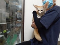 大きな耳が特徴的・フェネックのアイ