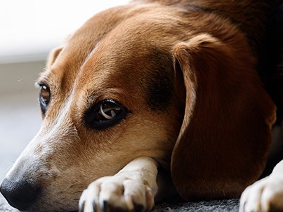 犬や猫はタマネギを食べたらダメなの？　危険な食べ物を紹介