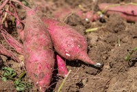 米袋は「野菜入れ」にもピッタリ※画像はイメージです（atelier.hana/stock.adobe.com）