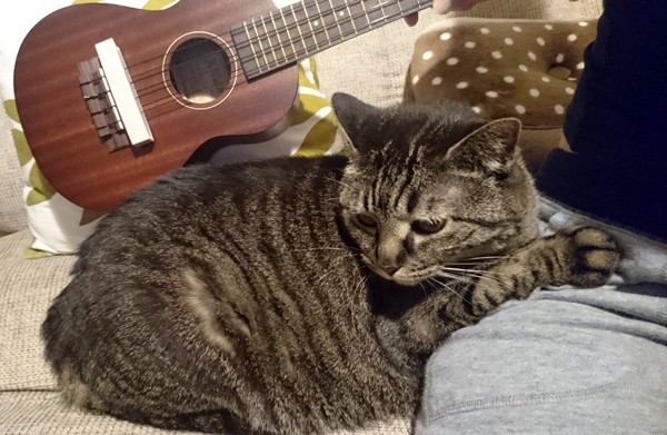 ウクレレを抱いた私を見て、猫が逃げ出した！