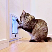 キャットドアを磨く？ めいちゃん。その理由に爆笑（画像提供：Ishikawaさん）