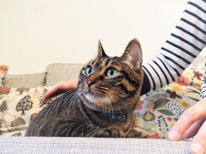 事故後、保健所からシェルターへ。今は、仲間とのびのび暮らす家猫になった半身まひのレオ