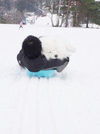 パパさんの腕の中でぐっすり（画像提供：THE DAZS ダッツファミリーCh.さん）