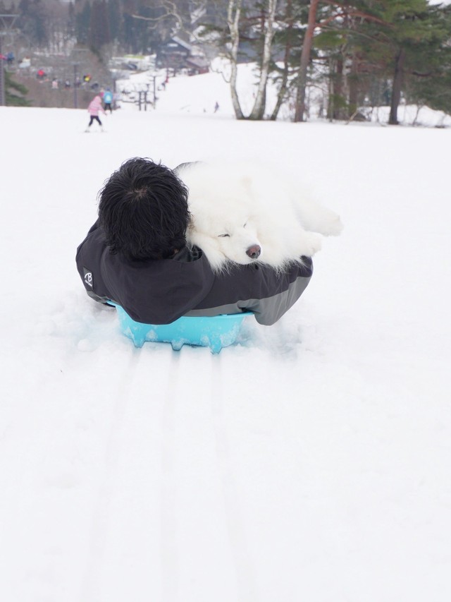 パパさんの腕の中でぐっすり（画像提供：THE DAZS ダッツファミリーCh.さん）