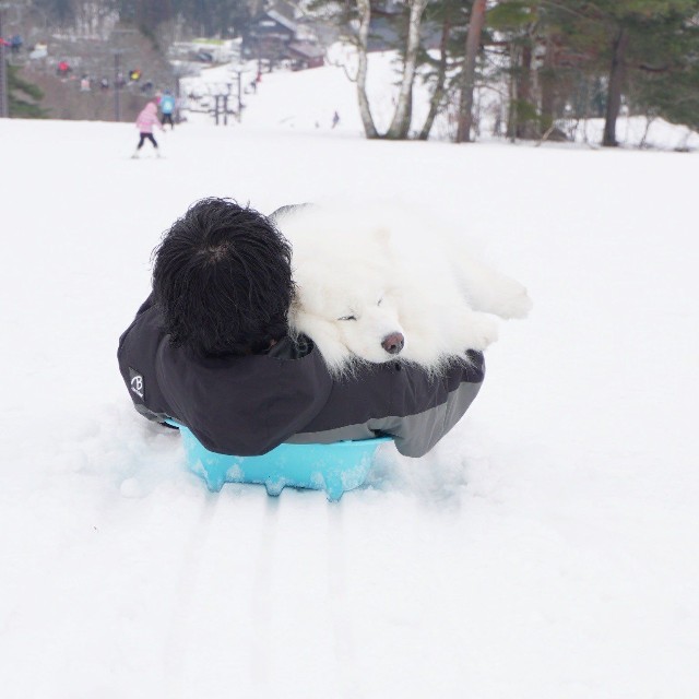 パパさんの腕の中でぐっすり（画像提供：THE DAZS ダッツファミリーCh.さん）