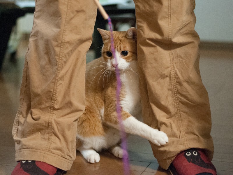 「おもちゃに殴られた」（小林写函撮影）