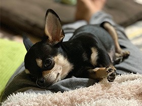 足の間がお気に入り、ほっとするなあ　チワワの「ノアール」