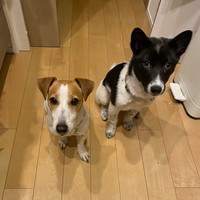 先住犬の福太くん（左）の真似をしておやつをもらいに来たさぬきちゃん（右）（画像提供：バーバラ村田さん）