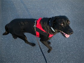 尊敬し合いながらいつまでも一緒に　ラブラドールの「備後」