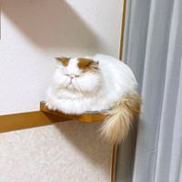 猫神様みたい！ 福々しいもけちゃん（画像提供：もけもけ@エキゾチックロングヘアさん）