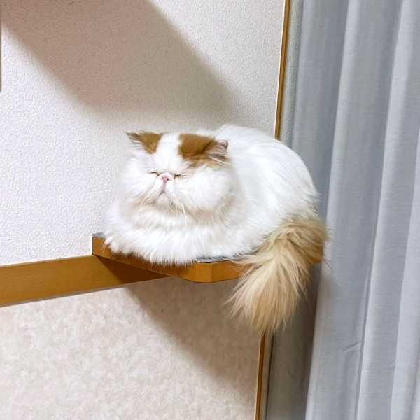 猫神様みたい！ 福々しいもけちゃん（画像提供：もけもけ@エキゾチックロングヘアさん）