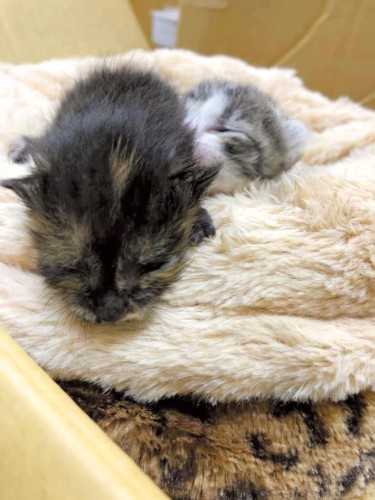 川土手に遺棄され、生き残った兄妹（写真提供：goens）