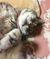 先住猫のリンちゃん