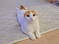 天真爛漫、端正な顔立ち、魅力あふれるミックくん（画像提供：今日と、セラ、ミックさん）