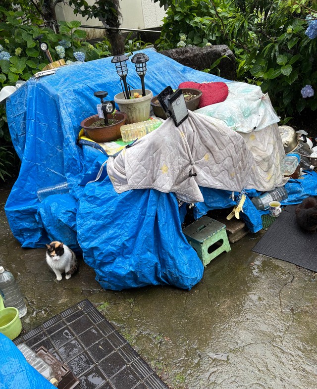 道路に面しているため、まず子猫を緊急保護。その後、成猫のTNRへ（れんげさん提供）