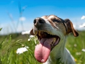 犬・猫の熱中症　リスクを知って、予防を　屋内も要注意