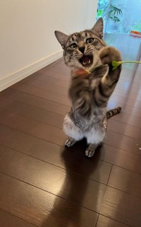 やんちゃっぷり発揮＝sachie717さん提供