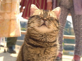 どのシーンにも猫がいる！映画「ねことじいちゃん」いよいよ公開