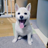 「米子スマイル」で飼い主さんはメロメロに（画像提供：白柴米子（こめこ）さん）