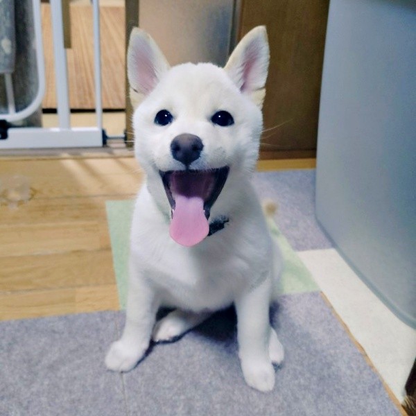 「米子スマイル」で飼い主さんはメロメロに（画像提供：白柴米子（こめこ）さん）