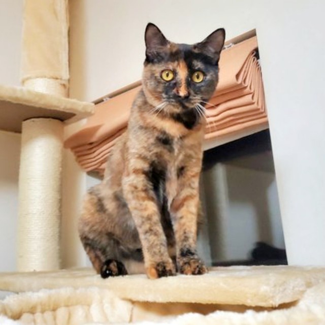 キャットタワーの上で飼い主さんを見つめるふがしちゃん（画像提供：ふがしちゃん サビ猫さん）