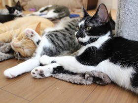 個室で保護猫とふれあえる店、横浜に　意中の猫とじっくり