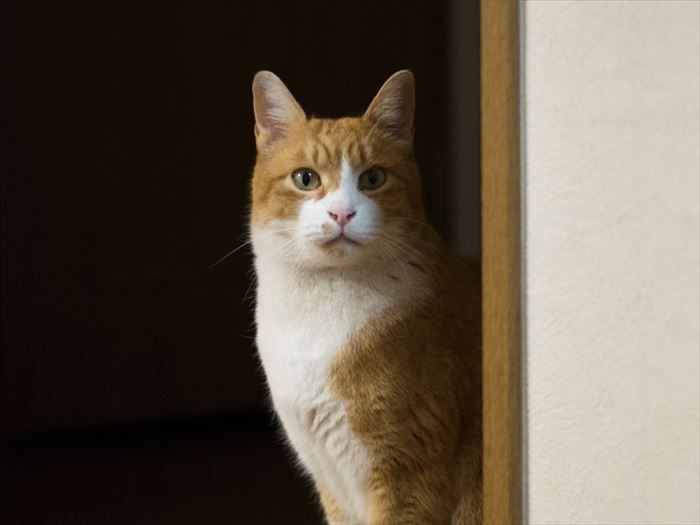 「おじちゃんが洗濯物干すときが逃げるチャンスだな」（小林写函撮影）