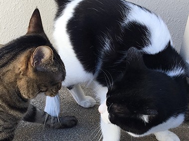 猫は集団を作らない！　同居する猫どうし、仲良くするには？
