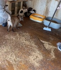 ねころびさんが多頭飼育崩壊現場に入った際、「犬処北の」さんたちが掃除中だった（「犬処北の」さん提供、Instagramよりキャプチャ撮影）