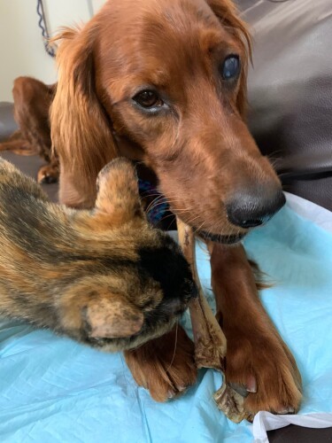 うーは、生後４カ月で左目が白濁し、手術したが見えなくなった（知枝さん提供）