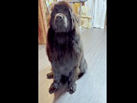 「よし」と言われるもーー動かないステラさん（画像提供：ニューファンのステラさん）