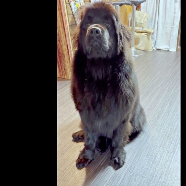 「よし」と言われるもーー動かないステラさん（画像提供：ニューファンのステラさん）