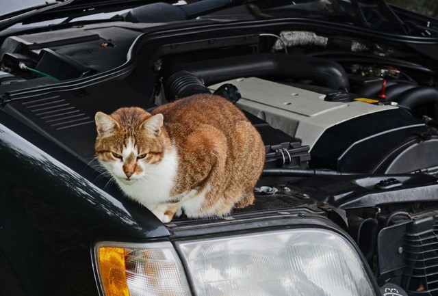 車に乗る前「猫チェック」してる？※画像はイメージです（Anna Reich/stock.adobe.com）