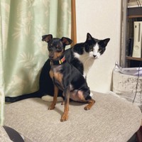せせりちゃんとほたてちゃんのアーティスティックな写真（提供：薔薇子さん）