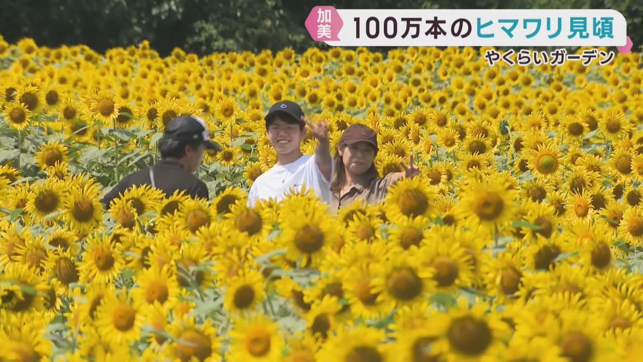 １００万本のヒマワリが丘を染め上げる　宮城・やくらいガーデン