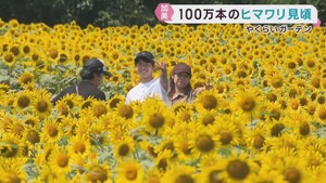 １００万本のヒマワリが丘を染め上げる　宮城・やくらいガーデン