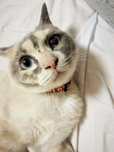 子どもたちが卒業して、ふっくら甘えん坊の顔に（鶴子さん提供）