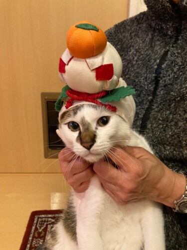 初めてのお正月も、桜の季節もカブと一緒（真美さん提供）