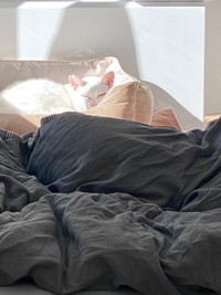 ひだまりで眠るたにゃちゃんは幸せそう＝たにゃさん（@kabukinoraneko）提供