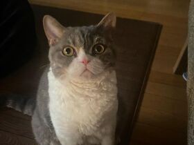 トイレの手洗い場にすっぽり　いっぱい笑わせてくれるセルカークレックス「とと」