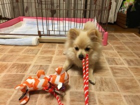 子犬のトイレのしつけ　目を離さず観察し「誘導」しよう